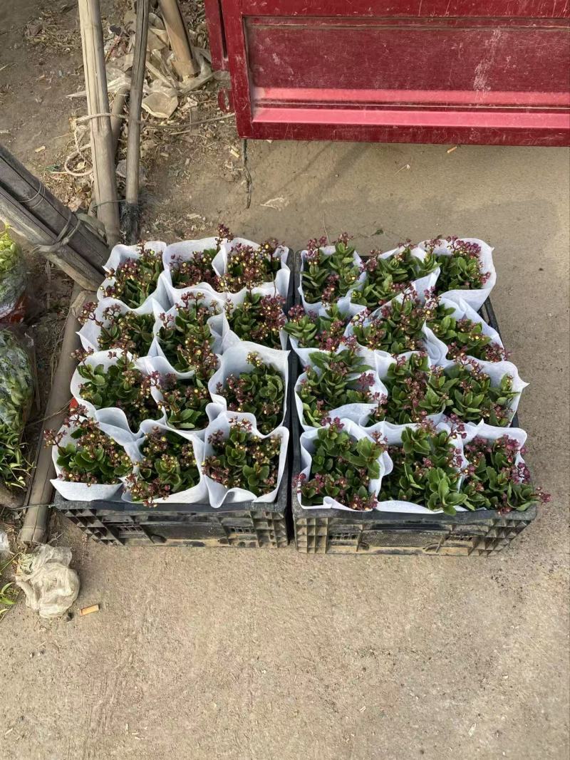 精品宫灯长寿优质宫灯长寿花