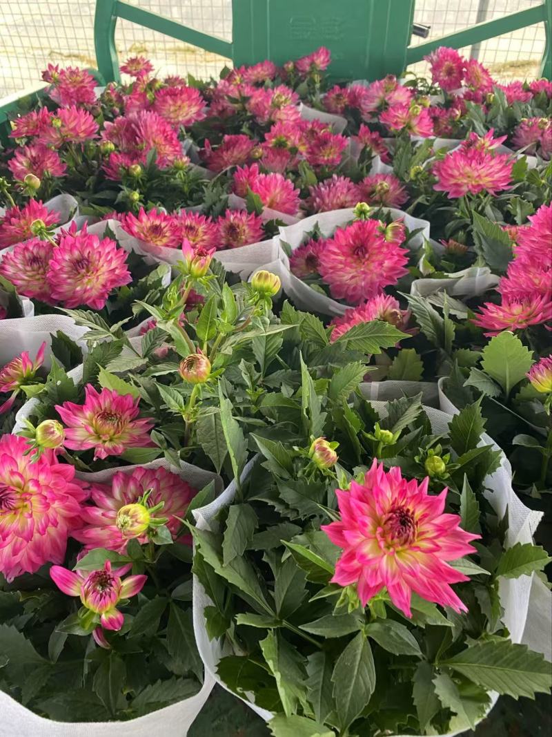精品小丽花优质小丽花