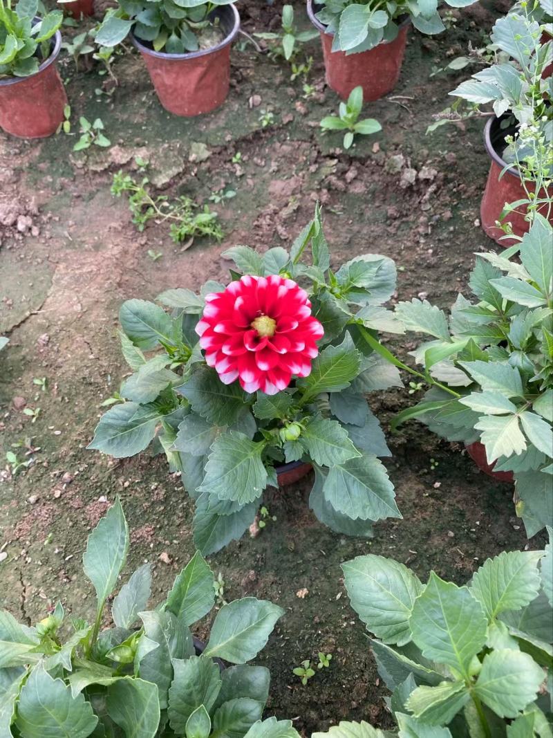 精品小丽花优质小丽花