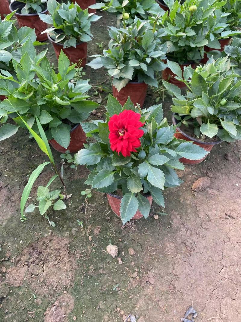 精品小丽花优质小丽花