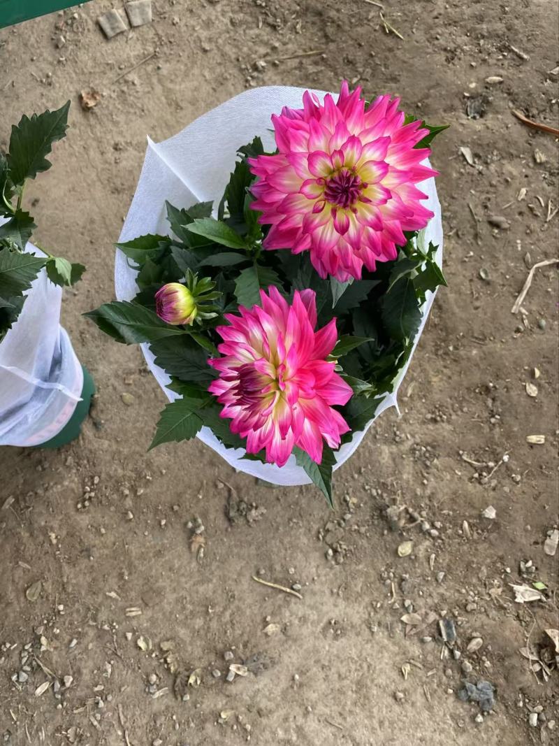 精品小丽花优质小丽花