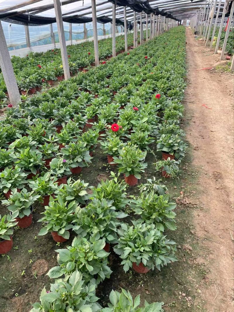 精品小丽花优质小丽花