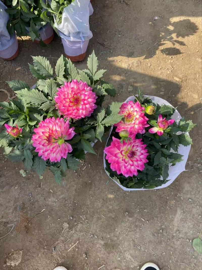 精品小丽花优质小丽花