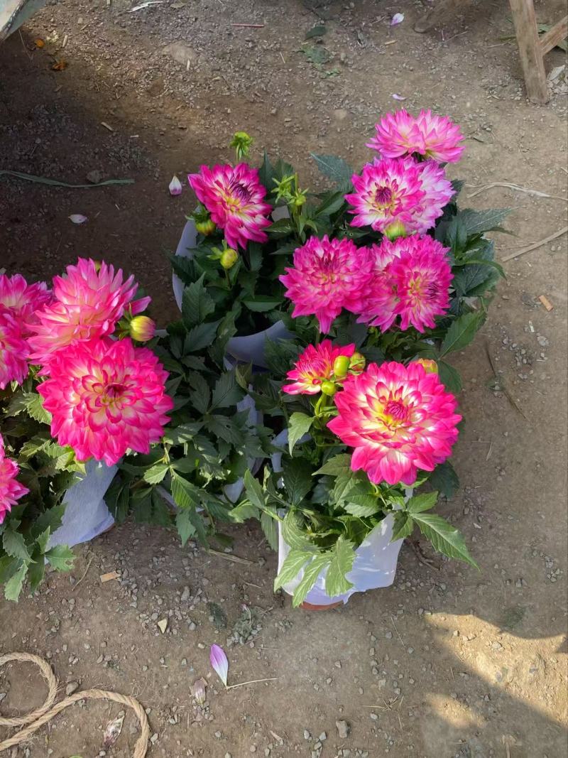 精品小丽花优质小丽花