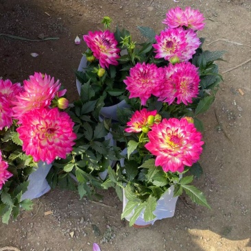 精品小丽花优质小丽花