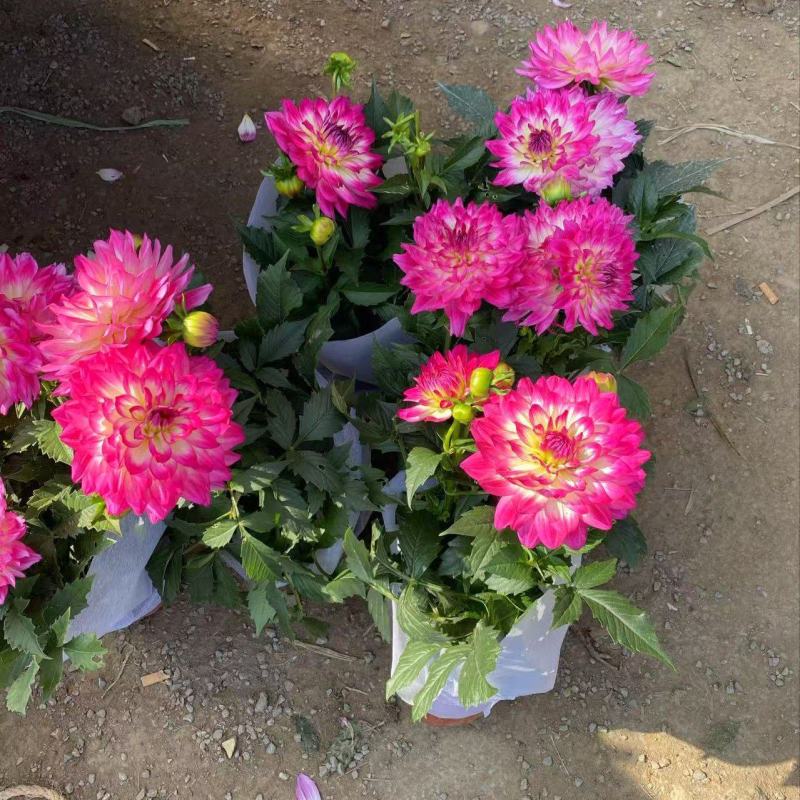 精品小丽花优质小丽花