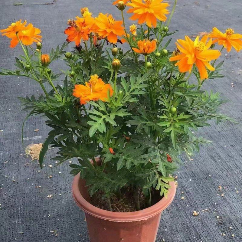 精品硫华菊优质硫华菊硫华菊自产自销