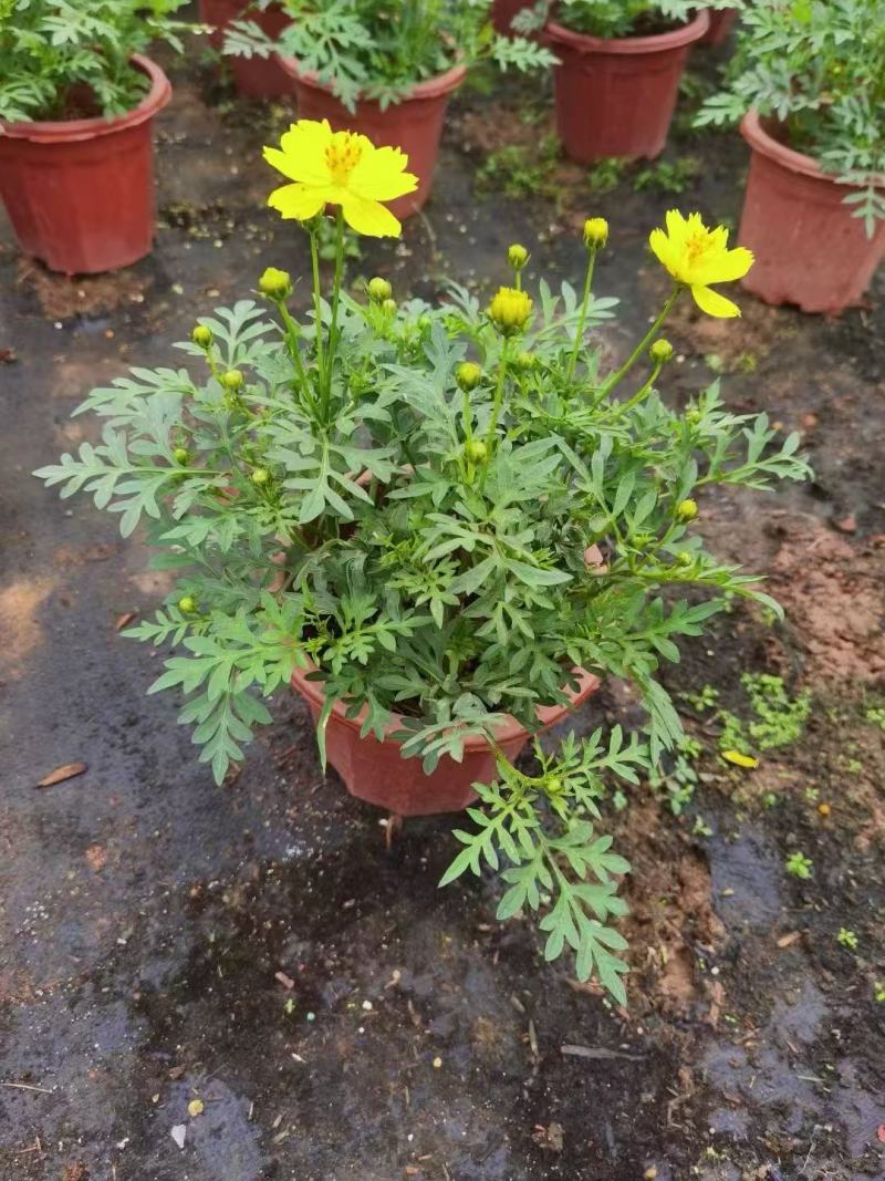 精品硫华菊优质硫华菊硫华菊自产自销