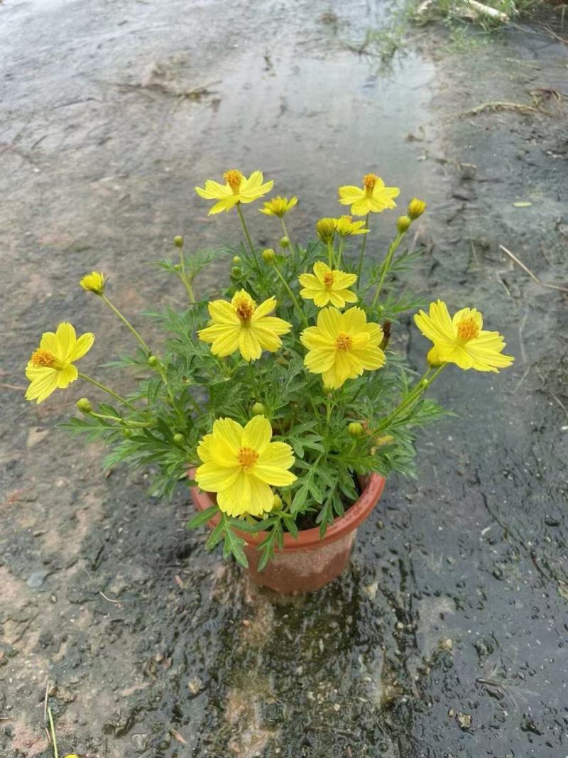 精品硫华菊优质硫华菊硫华菊自产自销