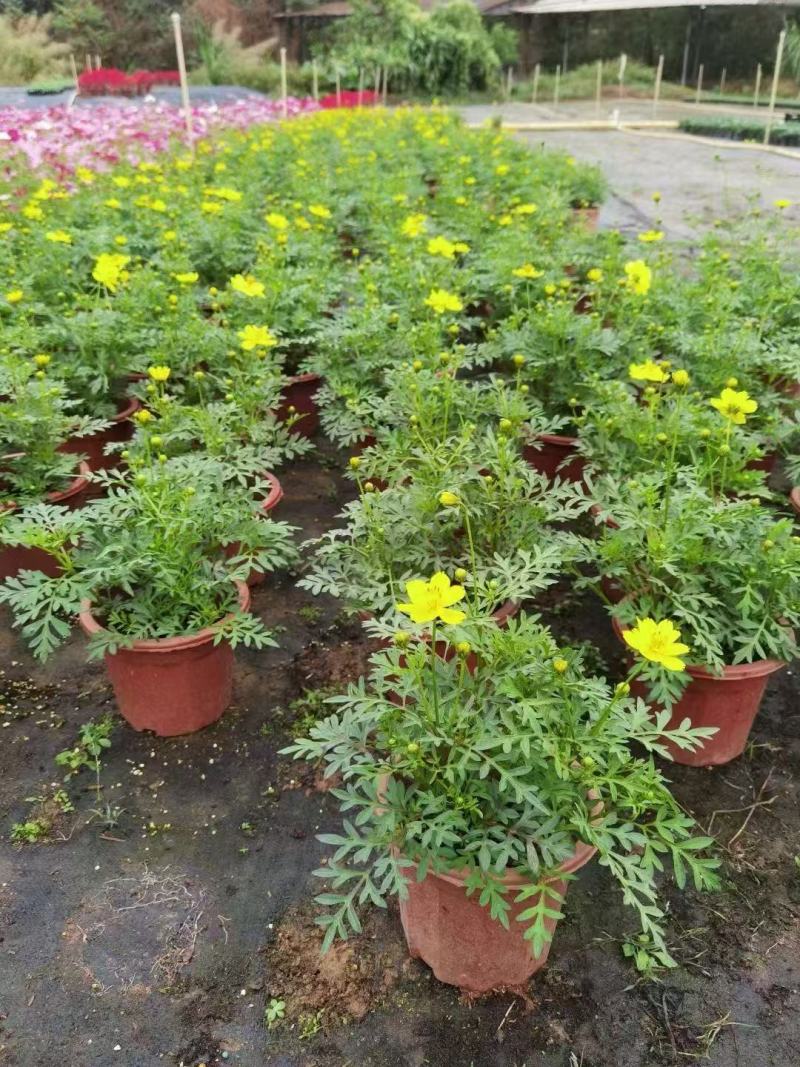 精品硫华菊优质硫华菊硫华菊自产自销