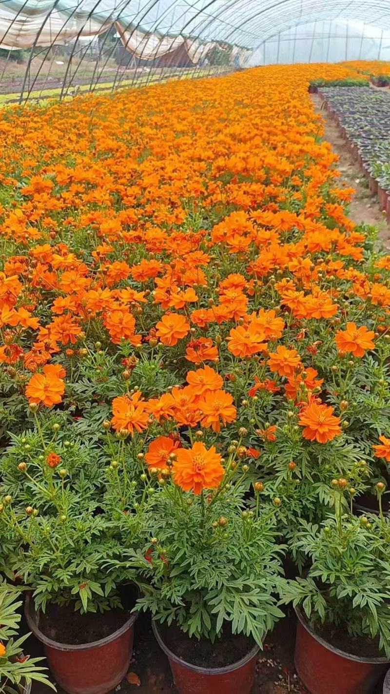 精品硫华菊优质硫华菊硫华菊自产自销