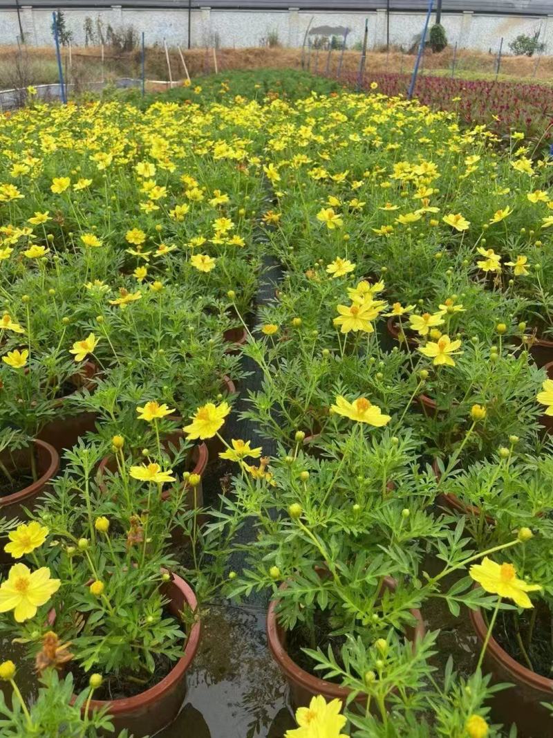 精品硫华菊优质硫华菊硫华菊自产自销