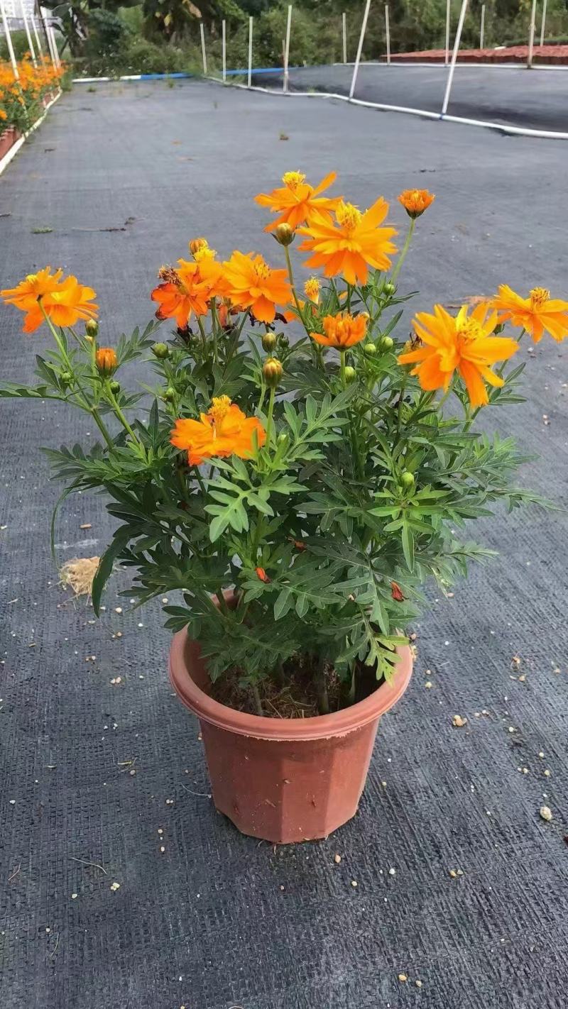 精品硫华菊优质硫华菊硫华菊自产自销