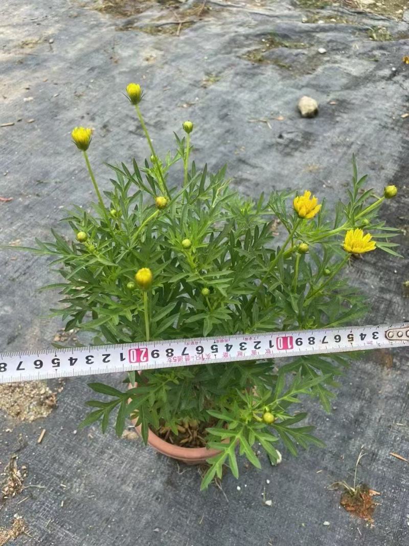 精品硫华菊优质硫华菊硫华菊自产自销