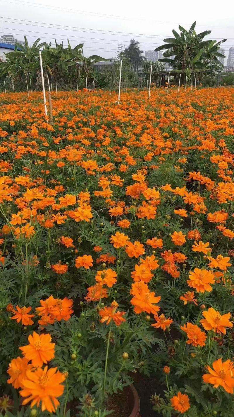 精品硫华菊优质硫华菊硫华菊自产自销