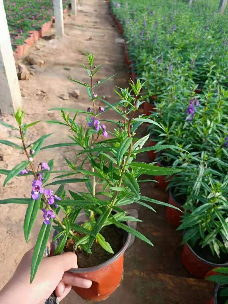 精品香彩雀优质香彩雀香彩雀自产自销