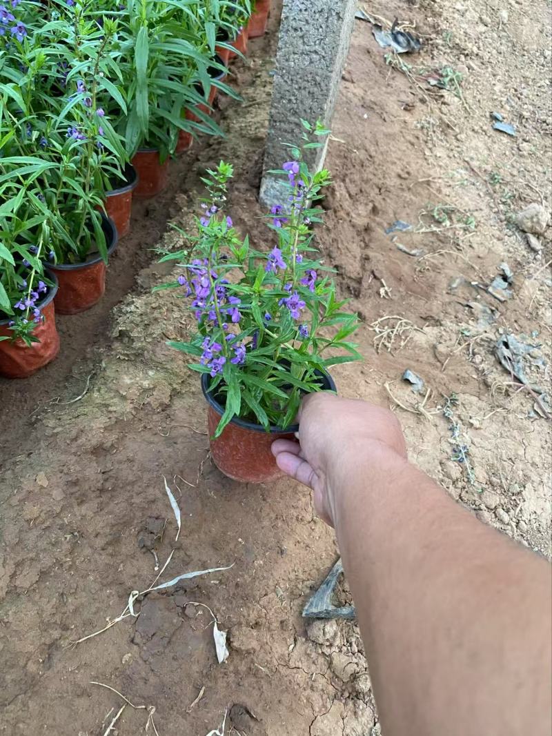 精品香彩雀优质香彩雀香彩雀自产自销