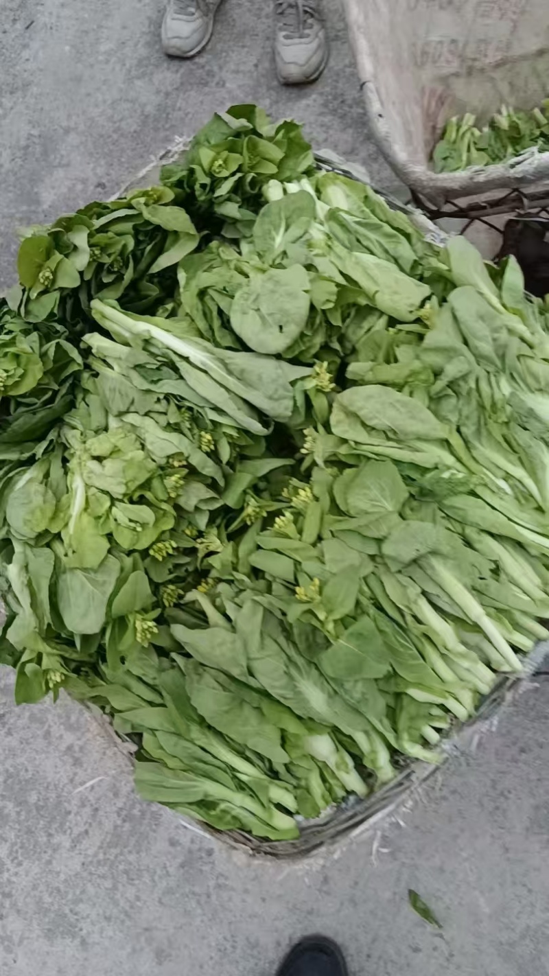 精品甜菜苔大量上市品质保证量大从优一手货源欢迎联联