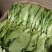 精品甜菜苔大量上市品质保证量大从优一手货源欢迎联联
