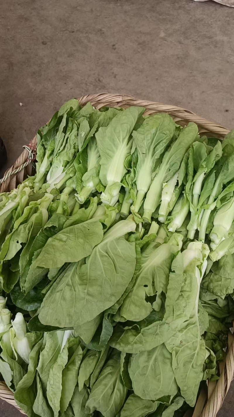 精品甜菜苔大量上市品质保证量大从优一手货源欢迎联联