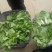 精品甜菜苔大量上市品质保证量大从优一手货源欢迎联联