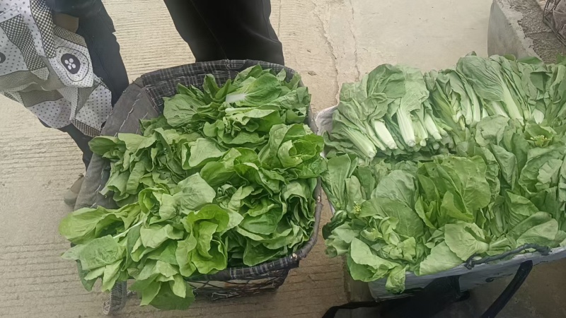 精品甜菜苔大量上市品质保证量大从优一手货源欢迎联联