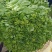 精品甜菜苔大量上市品质保证量大从优一手货源欢迎联联
