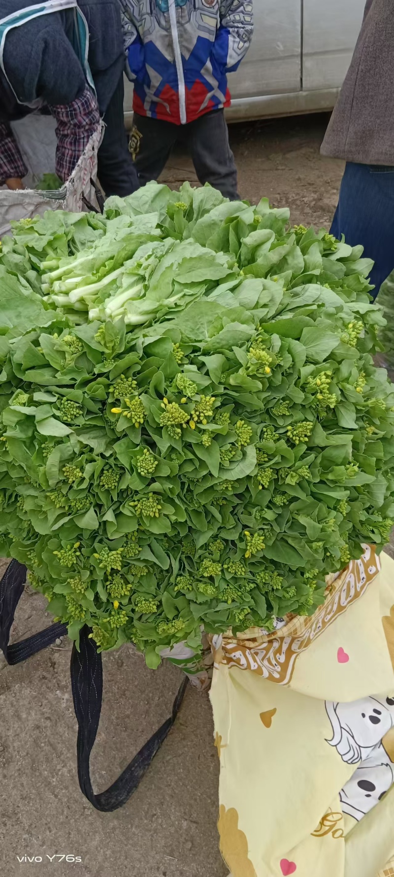 精品甜菜苔大量上市品质保证量大从优一手货源欢迎联联