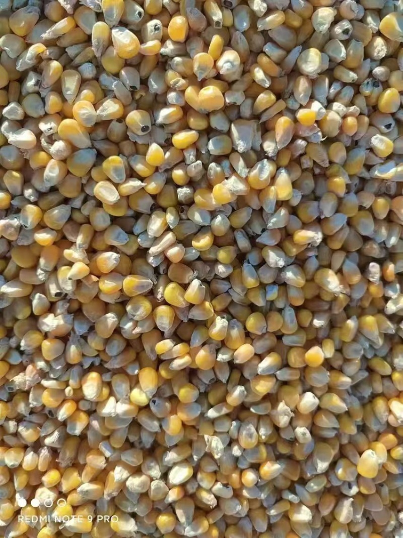 玉米大量有货产地直供保质保量服务周到