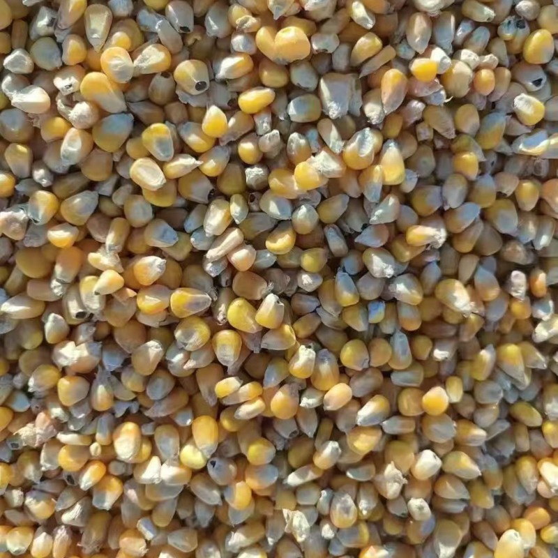 玉米大量有货产地直供保质保量服务周到