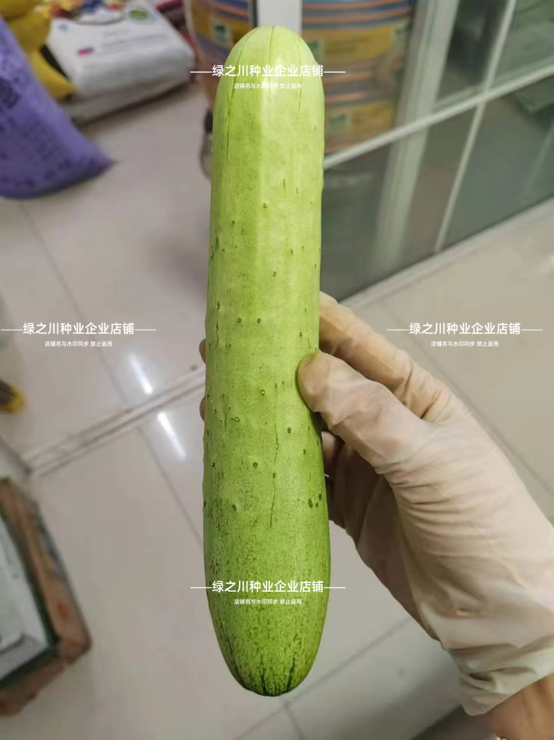 白玉黄瓜种子脆嫩清香水果黄瓜种子强雌早熟抗病农家春秋高产