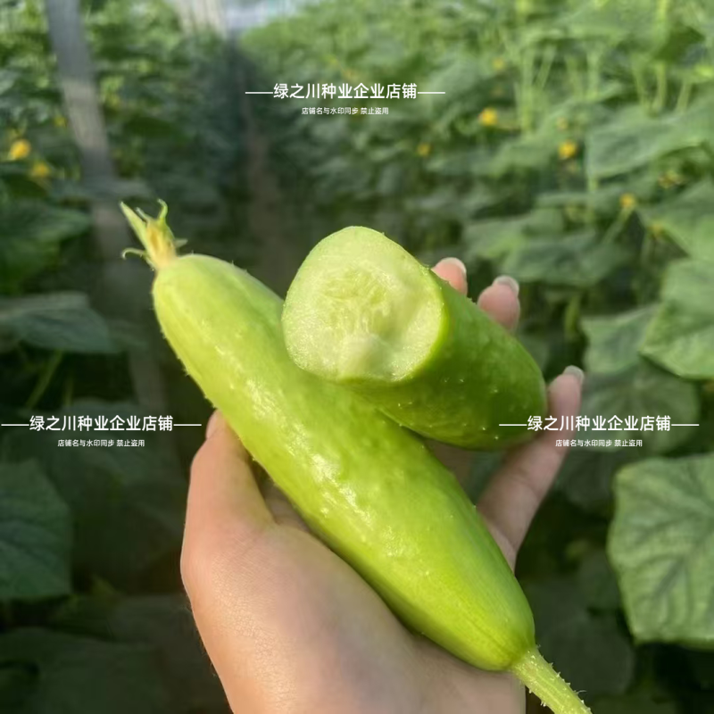 白玉黄瓜种子脆嫩清香水果黄瓜种子强雌早熟抗病农家春秋高产