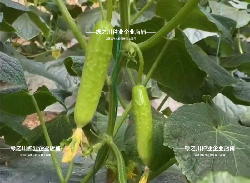 白玉黄瓜种子脆嫩清香水果黄瓜种子强雌早熟抗病农家春秋高产