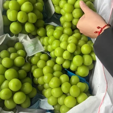 精选河北衡水阳光玫瑰葡萄量大价优品质好运输便利欢迎选购