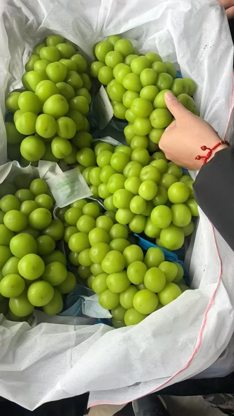 精选河北衡水阳光玫瑰葡萄量大价优品质好运输便利欢迎选购