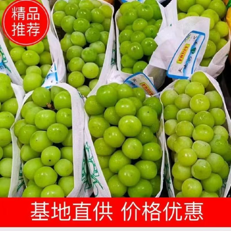 精选河北衡水阳光玫瑰葡萄量大价优品质好运输便利欢迎选购