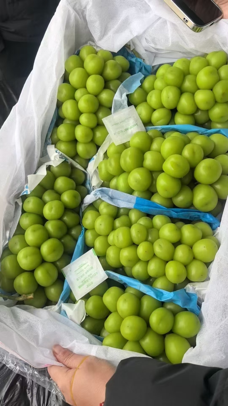 精选河北衡水阳光玫瑰葡萄量大价优品质好运输便利欢迎选购