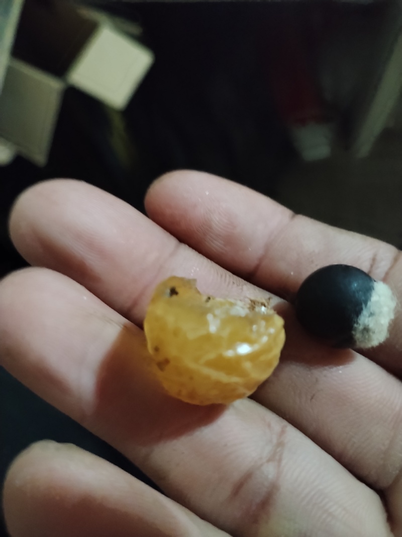 优质冷背中药材无患子，果皮可打粉，一次合作，终身朋友。
