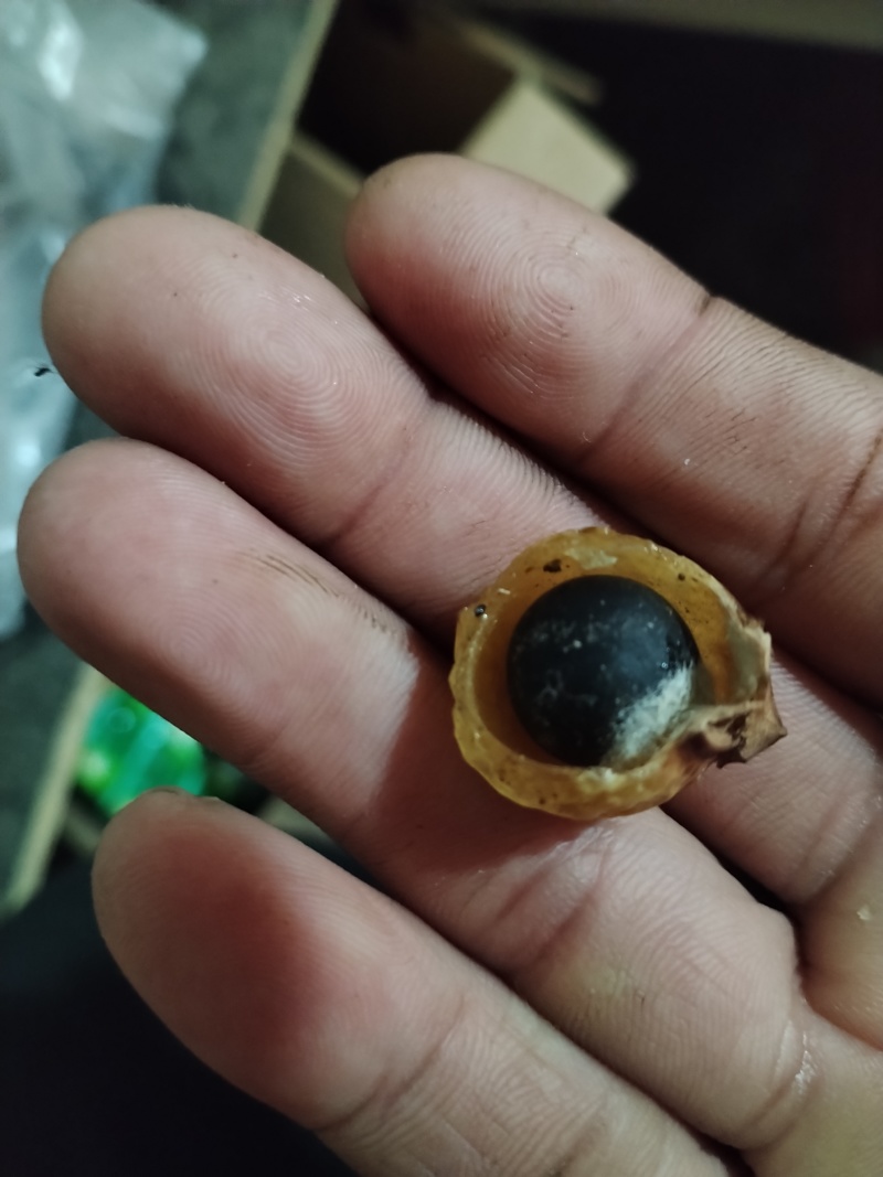 优质冷背中药材无患子，果皮可打粉，一次合作，终身朋友。