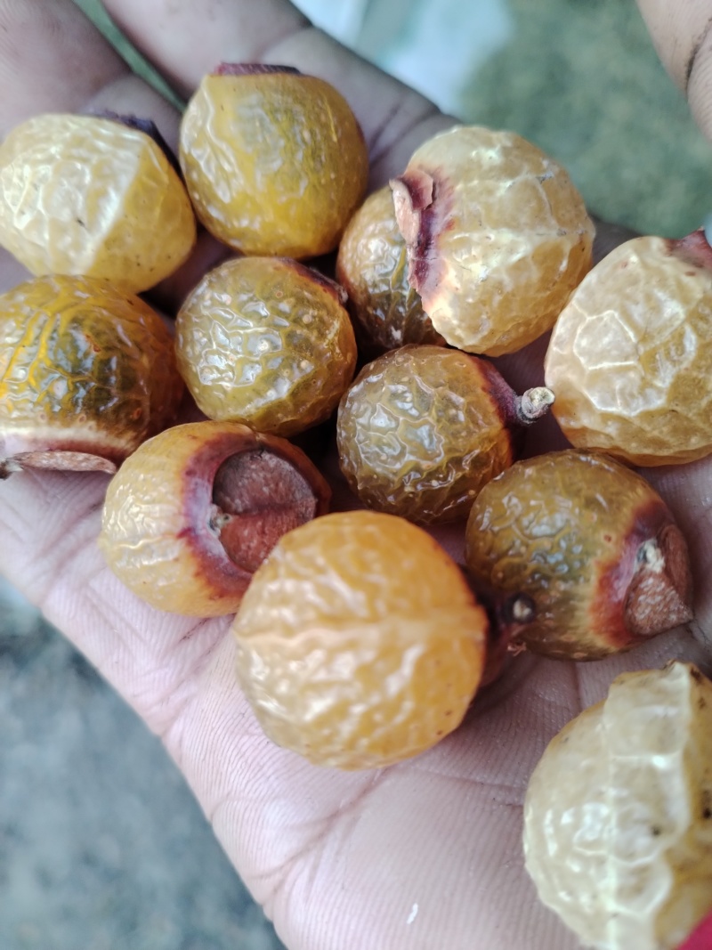 优质冷背中药材无患子，果皮可打粉，一次合作，终身朋友。