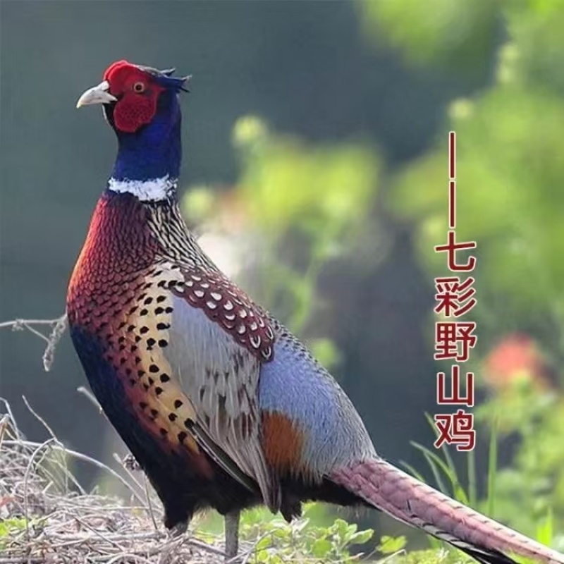 山东养殖场，品种全数量多全国包邮