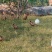 山东养殖场，品种全数量多全国包邮