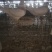 河北鸽子蛋正宗农家散养杂粮喂养大量有货欢迎订购
