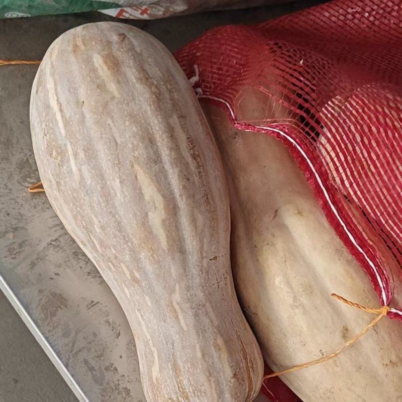 精品蜜本南瓜大量供应，货源充足，山东聊城产地直发。