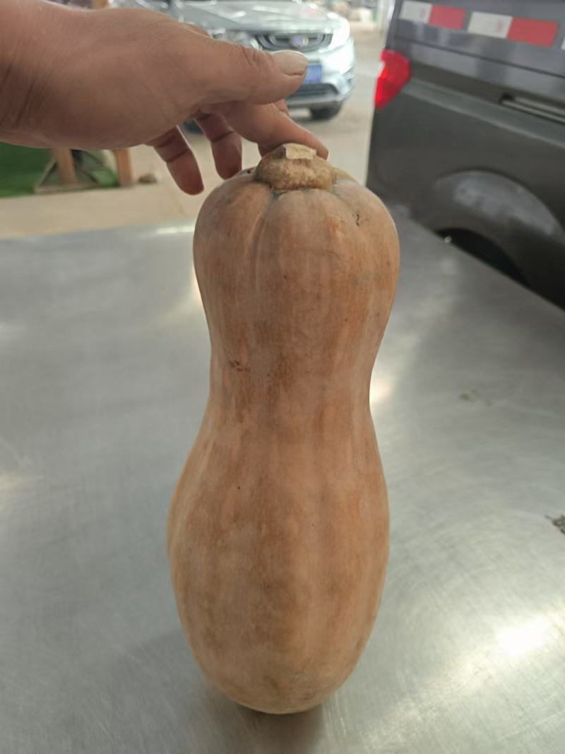 精品蜜本南瓜大量供应，货源充足，山东聊城产地直发。
