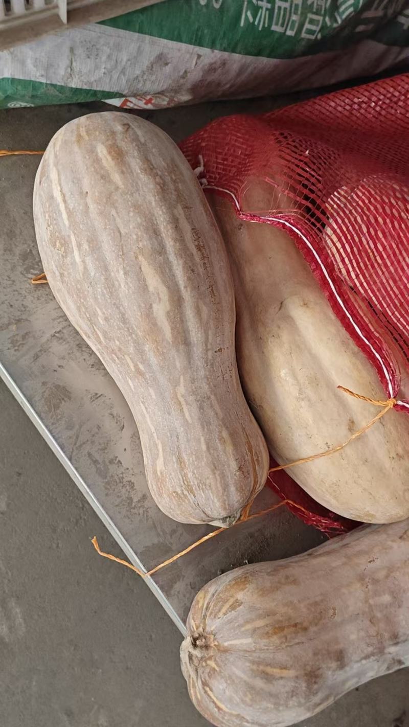 精品蜜本南瓜大量供应，货源充足，山东聊城产地直发。