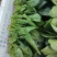 本地菠菜