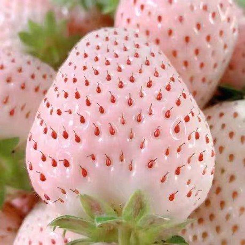 【一件代发】淡雪草莓品质保障新鲜现发顺丰发货