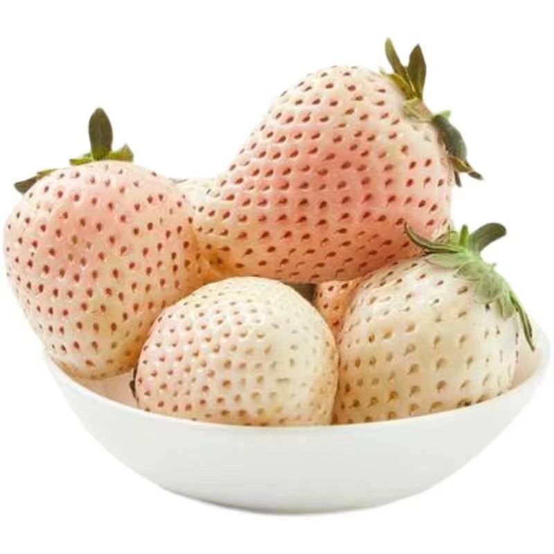 【一件代发】淡雪草莓品质保障新鲜现发顺丰发货