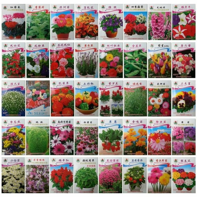 花卉种子套餐原包装彩包花种子套餐40个品种阳台盆栽